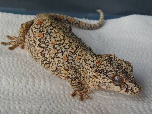 kittje:kittje:DO YOU LIVE IN NEW JERSEY OR NEW YORK? HAVE YOU SEEN THIS GECKO??Rhac House owner Paul