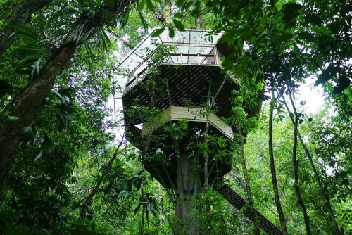 earthchyld:thekhooll:Treehouse CommunityFinca Bellavista (FBV) is a sustainable treehouse community 