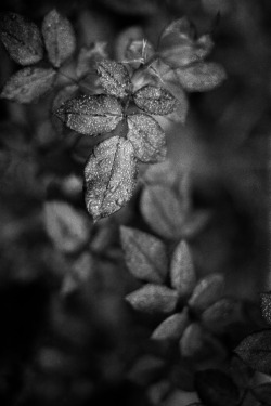 hjlphotos:  Saying it more times won’t make it more true by hjl on Flickr. 1/500, f/2.8, Tri-X, Canon FD 50mm f/1.4 SSC on A-1. HC-110, 1:160, 44min @ 19C 