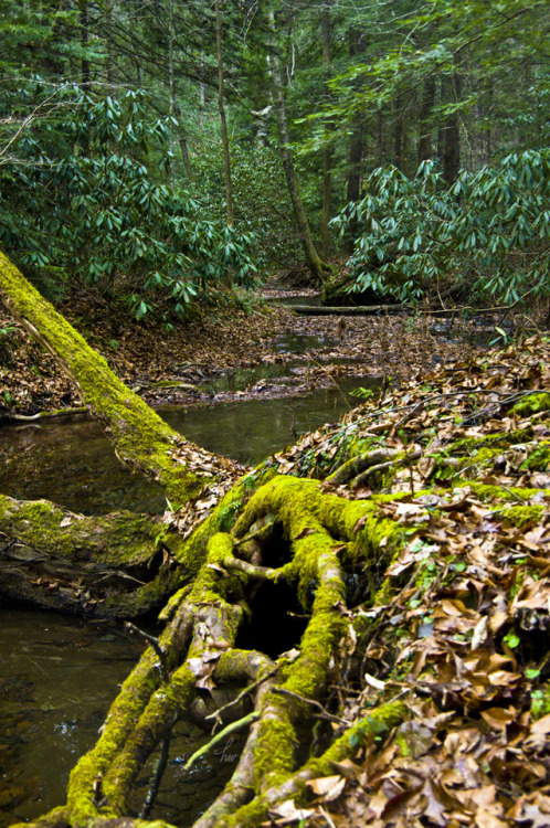 frolicingintheforest:Wilderness ♥Help me save this wilderness!Learn more about this forest, a