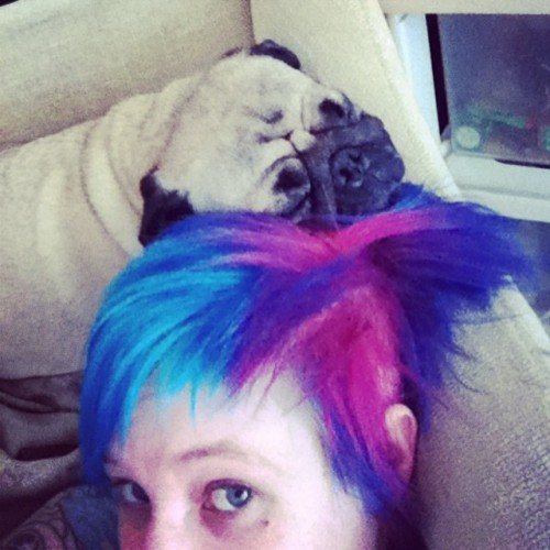 Only the best rainbow headrest for this pug #pug #puglife #pugsofinstagram