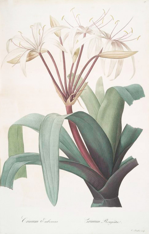 Pierre Joseph Redouté, Crinum erubescens, Swamp Lily, 1805-16. From: Les liliacées, France. NYPL