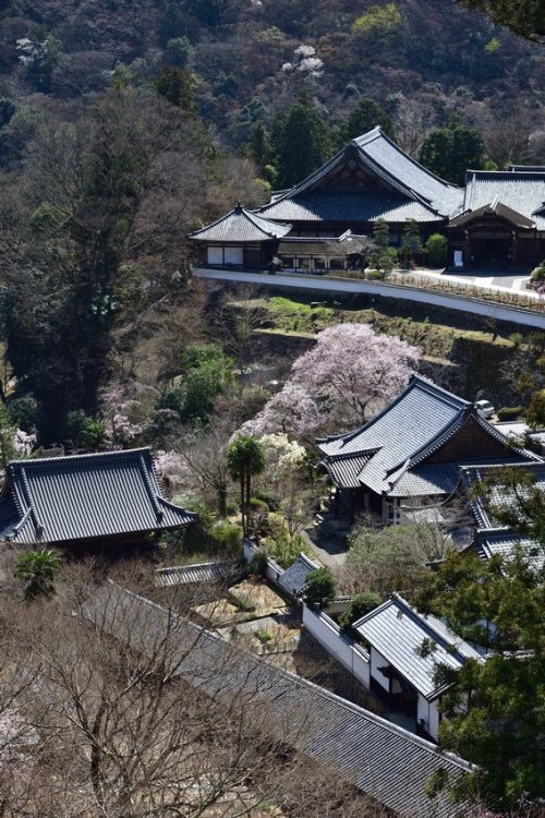 norisunorin: 奈良県　桜井市　長谷寺　 Nara  Sakurai  Hasedera