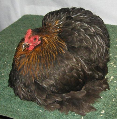 chickenoftheday:the roundest cochins i could find