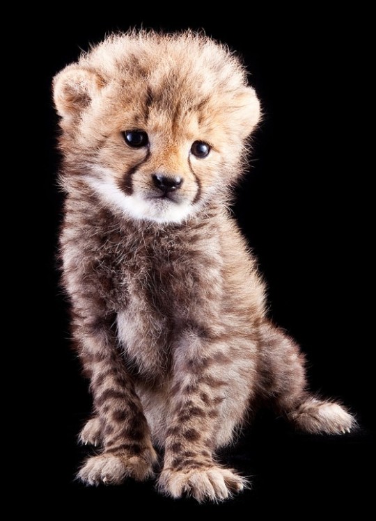 Are you feeling kind of down right now? It’s not your fault that you forgot what baby cheetahs look like. Really. One time I did too.