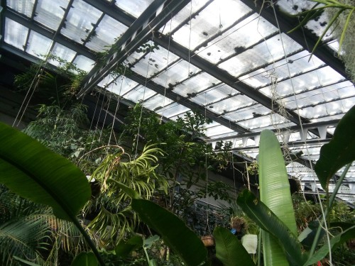 larosederenoir: botanic garden in Madrid