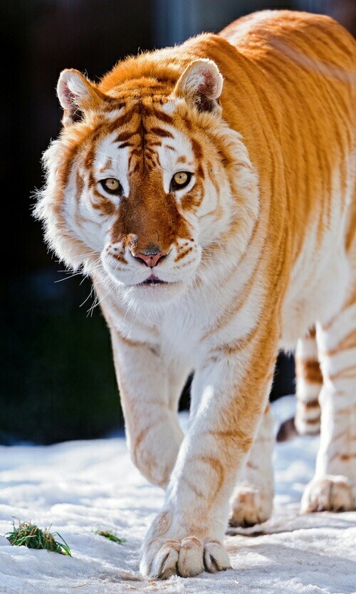xeptum:  Very rare Golden tiger also called as “Strawberry tiger”.