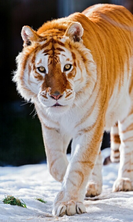 xeptum:Very rare Golden tiger also called as “Strawberry tiger”.