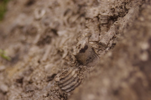 thesmallestsmallboy:Fossil Crinoid Stems