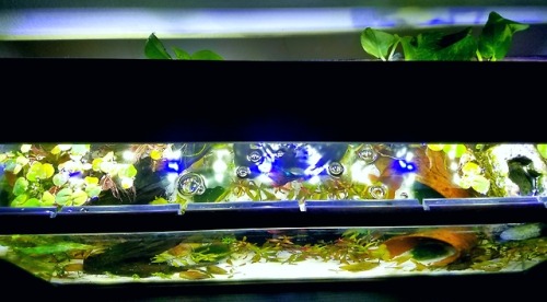 aquariumadventures:Finally planted all that red ludwigia I got on Sunday in the 7 gallon, and I’m li