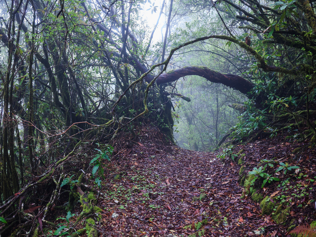 90377:    Levada do Plaino Velho by Ricardo Pestana Facebook | 500px | Instagram