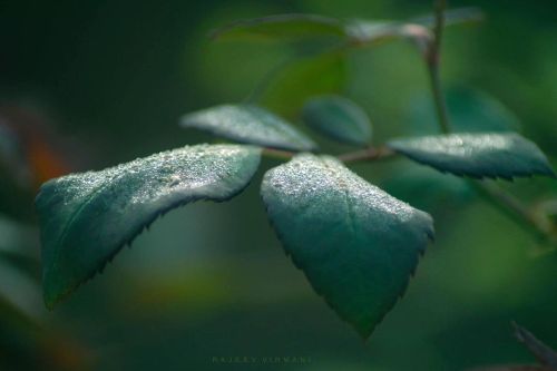 After rain .. #leaves #leaf #nature #green #afterrain #naturephotography #leaves #color_of_day_macro