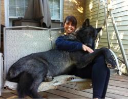 anikkih:  airfrosty:  anikkih:  everlastingdope:  lullahighs:  nateehaak:  Wolf hybrid  just reblogging again because oh my god. those paws!! and he’s tryina be a lap dog too daaaaaaw    Want one. Please.  What in the world do you feed a beast like