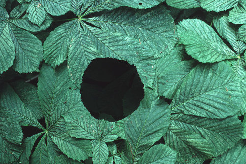 roachpatrol:katjohnadams:art-tension:Magical Land Art By Andy Goldsworthy                           