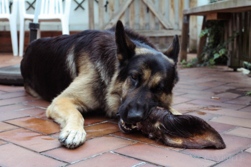 Koda eating a cow’s ear 