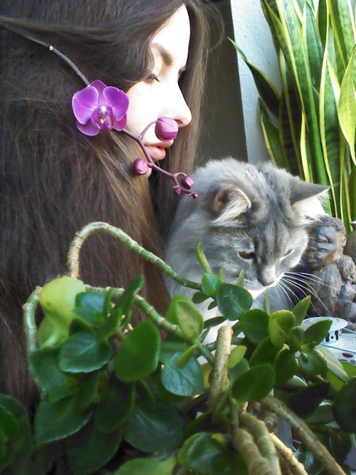 90377:lovely weather, blooming orchid and cute cat. perfect.