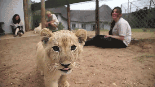 Baby Animal Posts