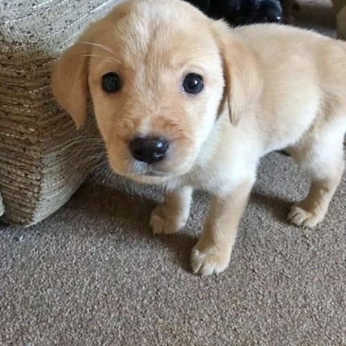 Getting more adorable by the day. 11 days to go #puppy #Labrador #laboftheday #worldoflabs #soexcite