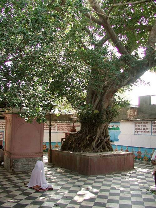 hinducosmos: Sacred tree at Vamsi-vata, Vrindavan The word ‘vamsi’ means ‘flute’ and ‘vata’ means a ‘banyan tree’.  Padmavati Mataji wrote: Sri Vajranabha planted here a banyan tree (vat) in remembrance of the divine pastimes of Krisna