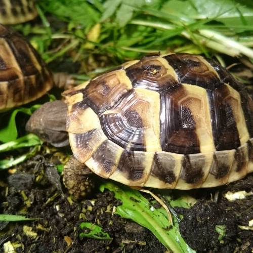 Billy!! Will be six months old on 30th December 2015 #testudo #tortsofinstagram #tortoisesofinstagra