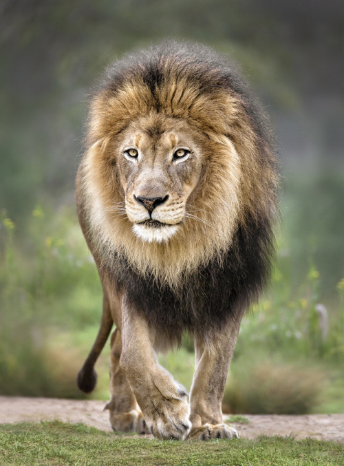 XXX thequeenbitchmnm:  sdzoo:  Happy World Lion photo