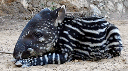 why-animals-do-the-thing:  babytapirs: Everyone looks sharp in pinstripes!   Have some cute. Baby tapirs lose their spots and stripes as they age and become solid colored by sexual maturity.