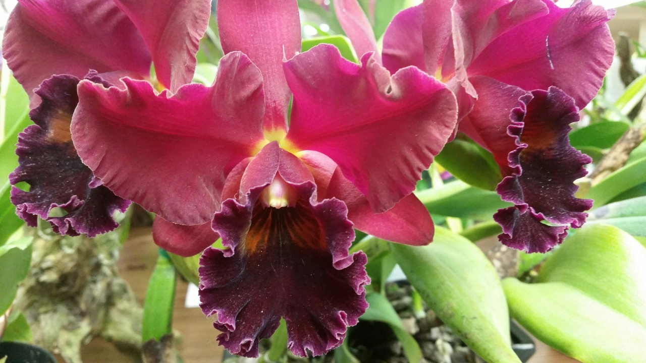 Cattleya hybrid