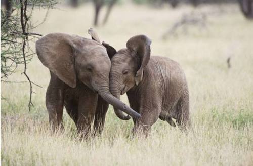 Evolution in actionThe poaching of elephants for ivory is simply deplorable. Even since the banning 