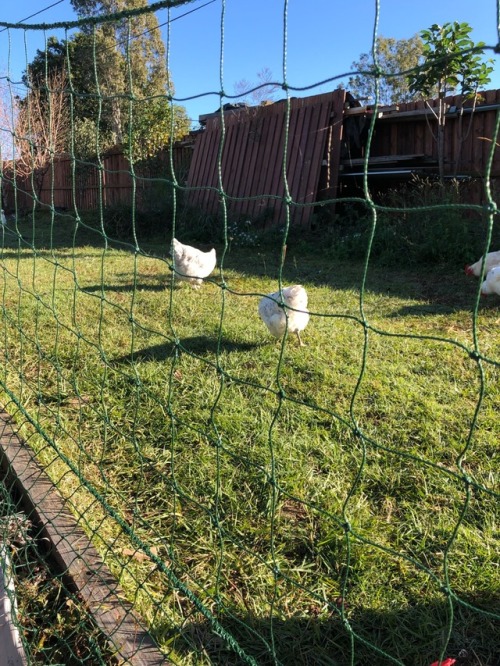 morning chook visit! all of them sound healthy, and voddie stuck her mohawk in my camera. niqua (the