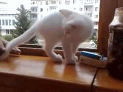 mywonderfullygaylife:  gifcraft:  Little cat saves hand from falling out of a windowsource  :’