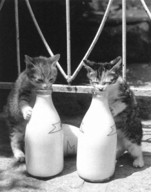 Milk Thieves