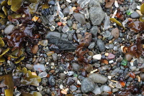 little treasures at Sea Glass Beach, Fort Bragg, CA