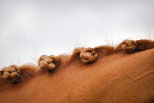 My favorite horse to plait! Batiste’s beautiful flaxen mane and tail! I always sew my plaits!