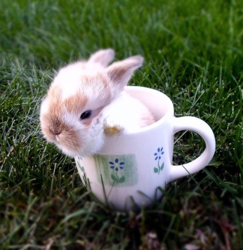 Porn photo ladyoleighander:  adorable-bunnies:  ❤️