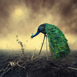 itscolossal:  Surreal Photo Manipulations