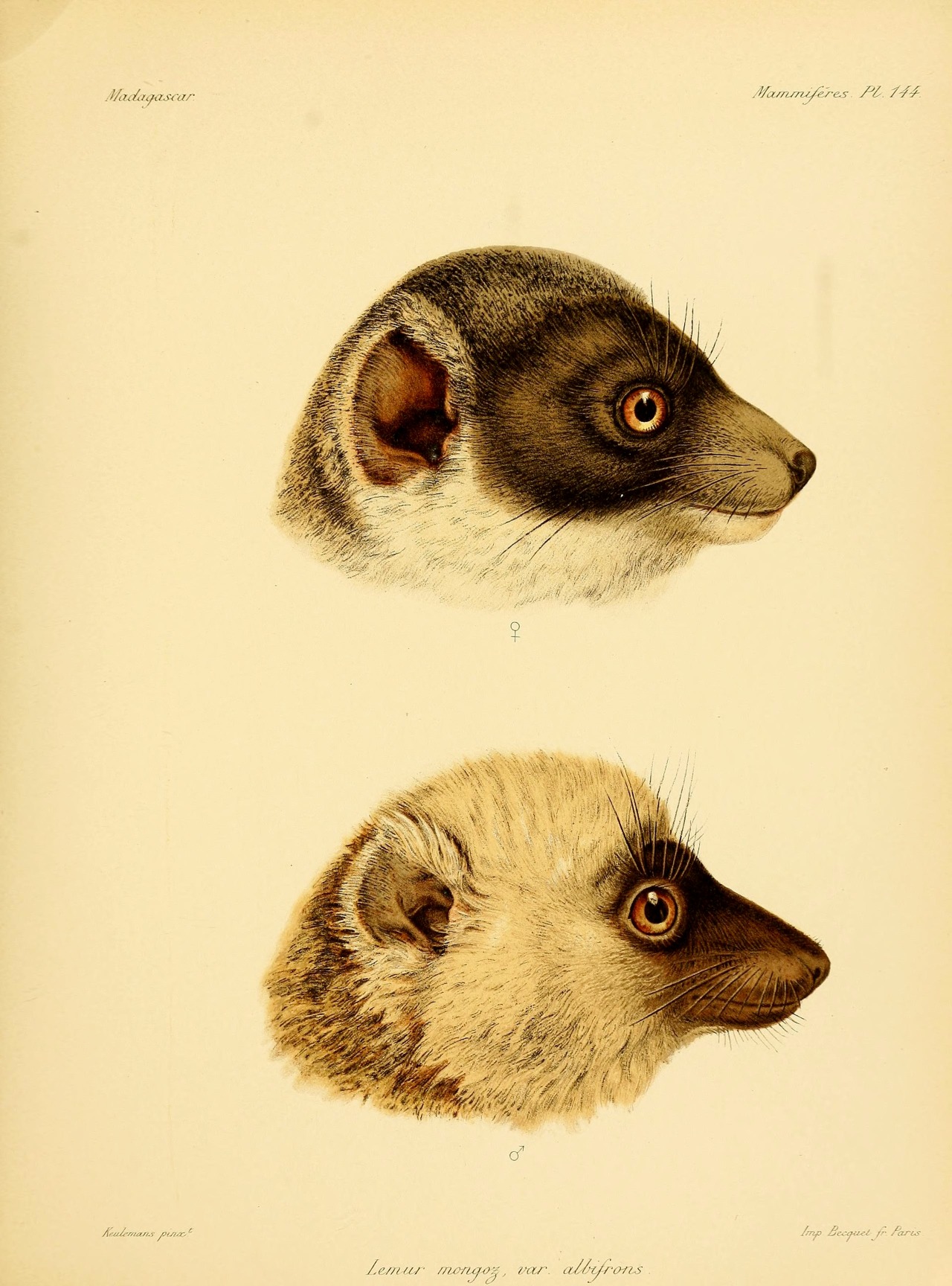 wapiti3:    Natural history, natural, and political Madagascar; LEMURS  By Grandidier,