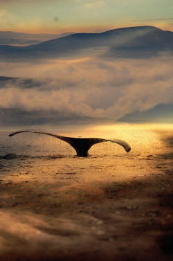 evrthquake:  Humpback Whale