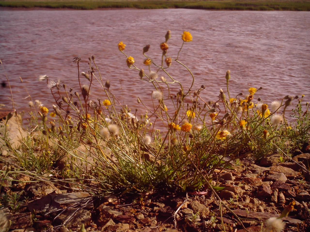 cheekyskunk:  Tantramar Marsh, August 2018