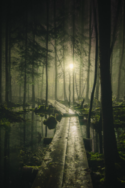 tulipnight:  Pathway by Mikko Lagerstedt