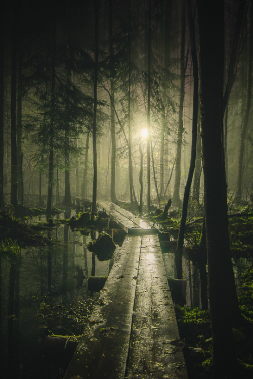 tulipnight:Pathway by Mikko Lagerstedt