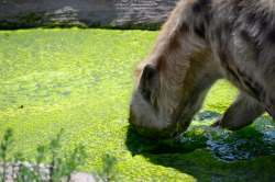 note-a-bear:   An Alien… ? by Elsie Van Der Walt  :333333HOW CAN YOU HATE A HYENA 