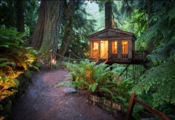 accio-forest:  Treehouse Point in Washington