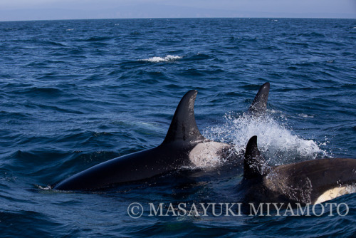 Various photos of Japanese Orca in the Nemuro Straight and Sea of Okhotsk by Masayuki Miyamoto.