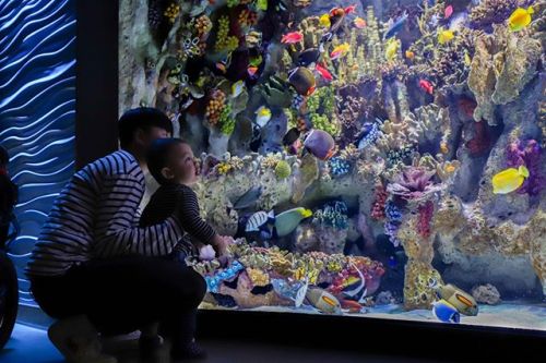 This weekend, immerse yourself in a world of wonder! Tomato clownfish, Longnose Butterflyfish, Orang