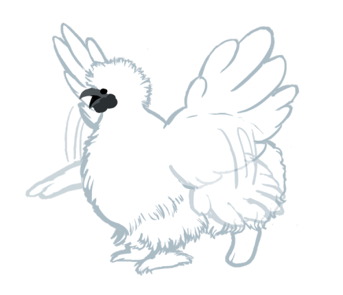 heart-whole-art:chicken gryphon[image ID: a digital drawing of a white gryphon, with the front half 