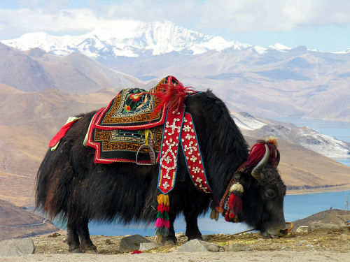 cool-critters:Yak (Bos grunniens)The yak (Bos grunniens and Bos mutus) is a long-haired bovid found 