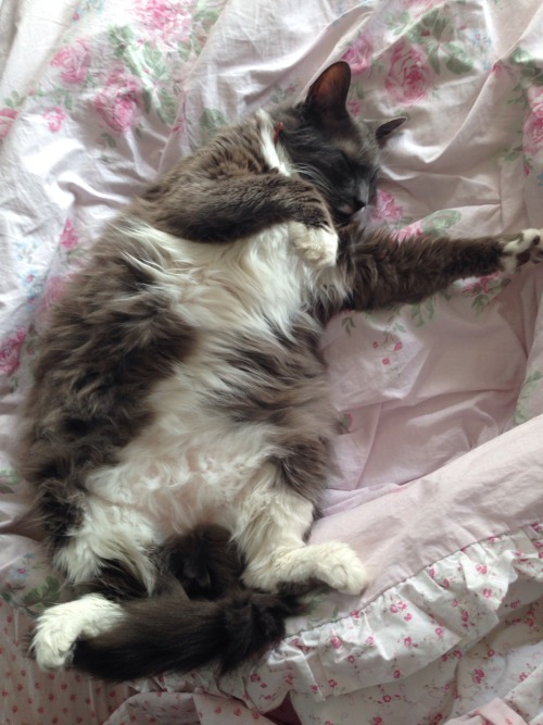 coffeeshopsoundtrac: Happy International Cat Day!!! Enjoy a picture of my fat angel