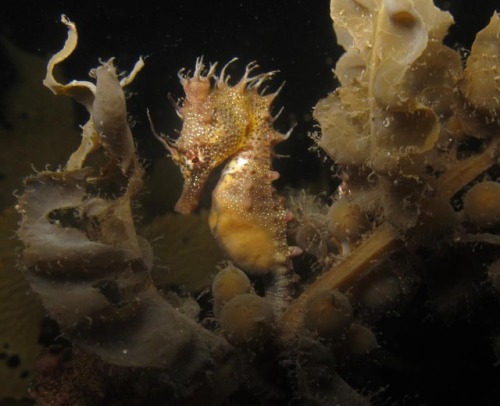 Hippocampus breviceps can be found in southern Australian coastal waters on sargassum seaweed stands