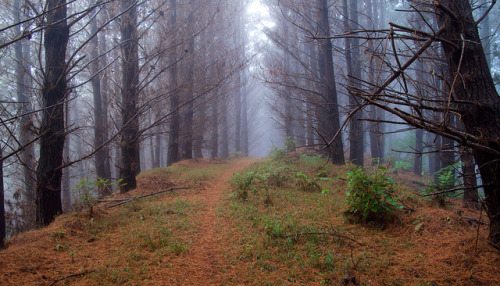 Pine Trees and Track Jun 2010 by nztony on Flickr.