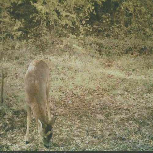 This beautiful deer was spotted yesterday near my hometown